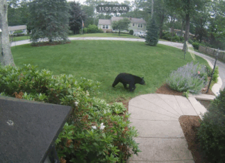 Black bear visits homes in North Smithfield neighborhood