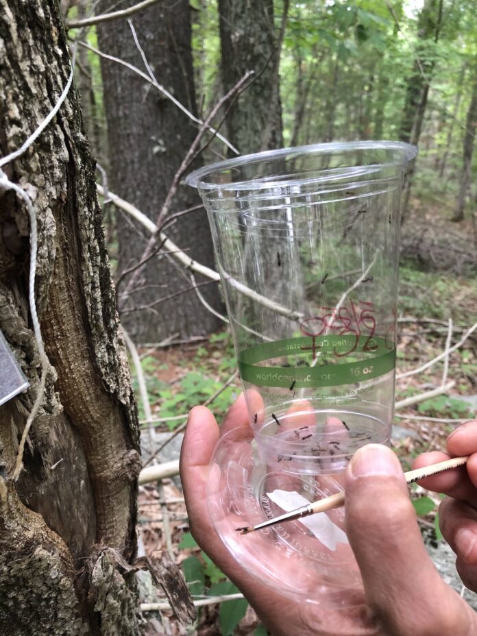 In Burrillville, effort to save ash trees shows small signs of promise