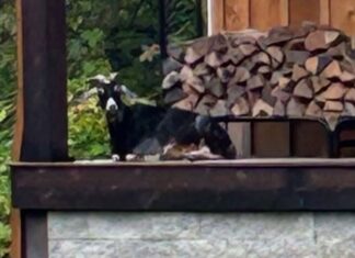 Injured goat euthanized after month long police chase in Glocester