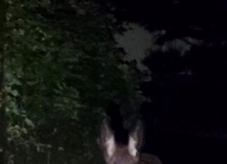 Glocester police chase goat, reunite loose donkey with owner