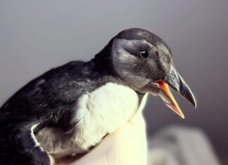 Chepachet bird rehab prepares for release of unexpected puffin guest