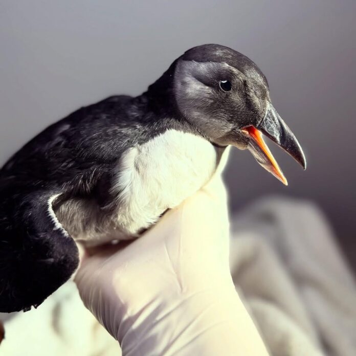 Chepachet bird rehab prepares for release of unexpected puffin guest
