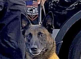 Former N.S. police dog dies at age 11