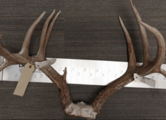 Environmental police fine Burrillville man $1,000, suspend hunting license for poaching in Glocester