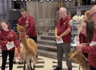 Congregational church to offer ‘Blessing of the Animals’ on the Common November 8