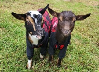 Honor patrols, Wild Game Dinner & Bingo times two: Six things to know in Glocester this week