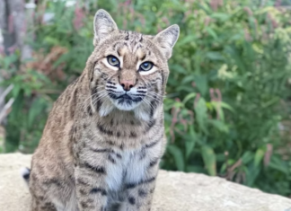 Glocester group wins grant to help rescue bobcats