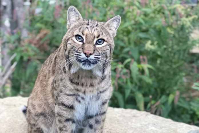 Glocester group wins grant to help rescue bobcats