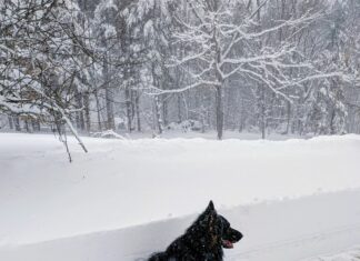 Ice harvesting, Lainey Dionne & open skate: Six things to know in Burrillville this week