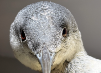 Bird release, Vinagro tour & James Gagne: Six things to know in Glocester this week