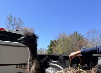 Algonquin meeting, Heritage Day & teacup flowers: Six things to know in Burrillville this week